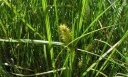 Carex versicaria Holmstorp 011
