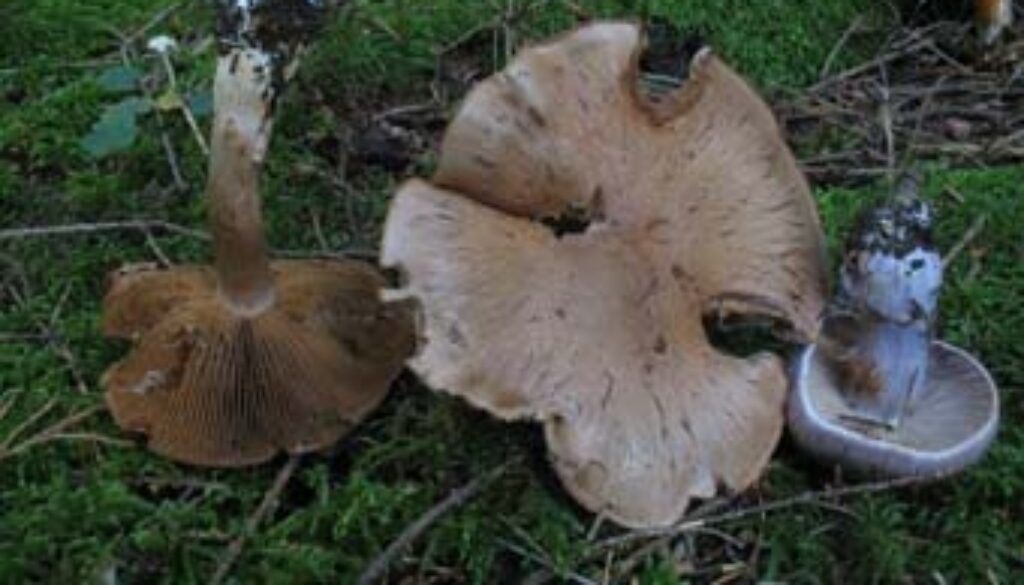 Cortinarius subvalidus 003