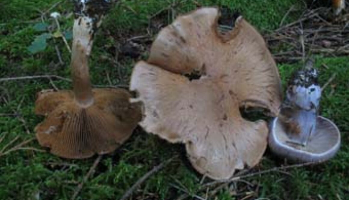 Cortinarius subvalidus 003