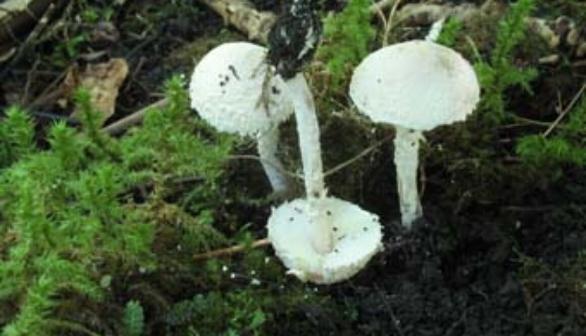 Cystolepiota adulterina 013