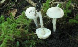 Cystolepiota adulterina 013