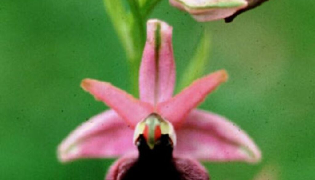 Hästskoophrys